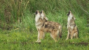 Таємний світ звуків із Девідом Аттенборо 1 сезон 3 серія