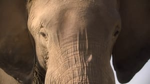 Таємний світ звуків із Девідом Аттенборо 1 сезон 1 серія